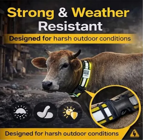 Blue_Qr_Enabled_Reflective_Collar_For_Stray_Cows_(45_Inch)