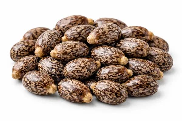Castor_Seeds_Ricinus_Communis_Whole_Natural_Raw_Seeds