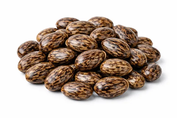 Jamalghota_Beej_Croton_Tiglium_Seeds_Ayurvedic_Medicinal_Seed