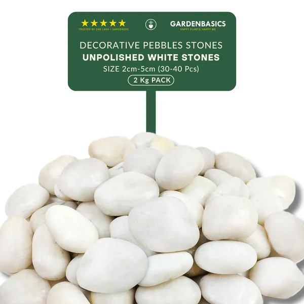 GARDENBASICS_Unpolished_White_Pebbles_for_Plants_Pots_|_Decorative_Pebbles_Stones_for_Garden_|_Pebble_Stones_for_Table_Decoration_|_River_Rocks_for_Potted_Indoor_Planters_|_Fish_Tank_Aquarium_|_2_KG