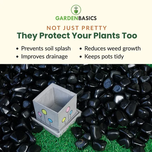 Polished_Black_Pebbles_For_Plants_Pots_Decorative_Pebbles_Stones_For_Garden_Pebble_Stones_For_Table_Decoration_River_Rocks_For_Potted_Indoor_Planters_Fish_Tank_Aquarium_2_Kg