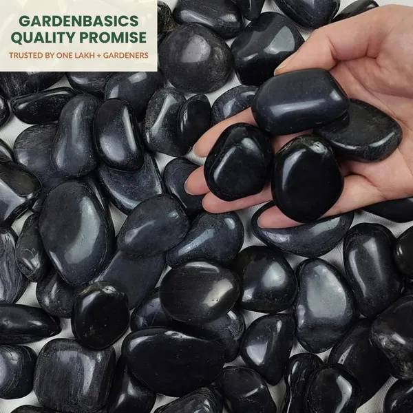 Polished_Black_Pebbles_For_Plants_Pots_Decorative_Pebbles_Stones_For_Garden_Pebble_Stones_For_Table_Decoration_River_Rocks_For_Potted_Indoor_Planters_Fish_Tank_Aquarium_2_Kg