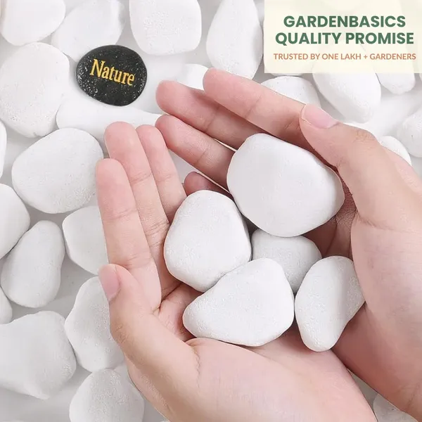 Unpolished_White_Pebbles/_Pebble/_Natural_Decorative_River_Water_Rocks/_Stones_For_Garden_Gardening_Landscaping_Home_Decoration_Vase_Fillers_Rock_Art_And_Potted_Plants_(10_Kg)