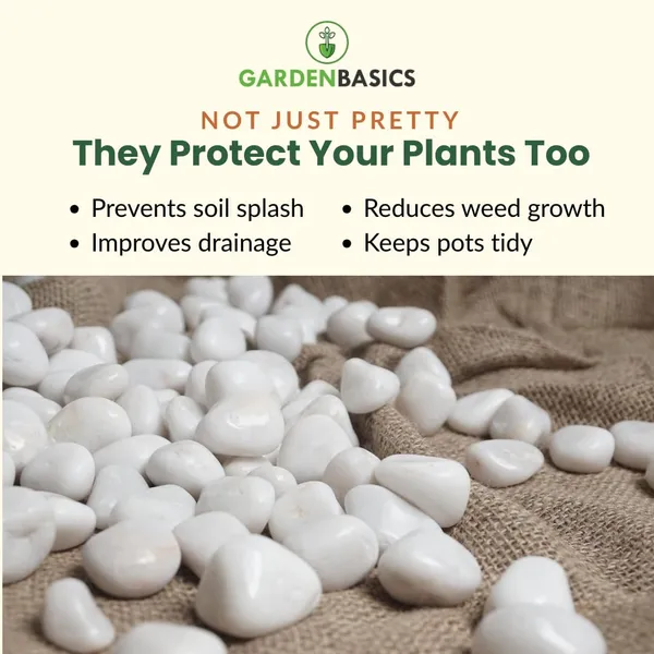 Polished_White_Pebbles_For_Plants_Pots_|_Decorative_Pebbles_Stones_For_Garden_|_Pebble_Stones_For_Table_Decoration_|_River_Rocks_For_Potted_Indoor_Planters_|_Fish_Tank_Aquarium_|_2_Kg