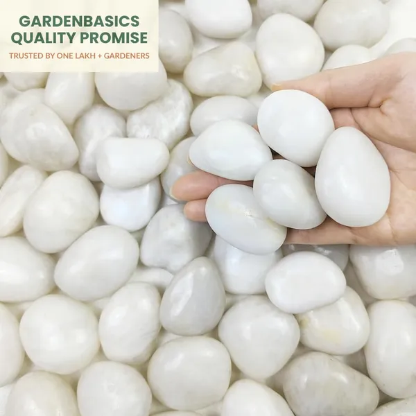 Polished_White_Pebbles_For_Plants_Pots_|_Decorative_Pebbles_Stones_For_Garden_|_Pebble_Stones_For_Table_Decoration_|_River_Rocks_For_Potted_Indoor_Planters_|_Fish_Tank_Aquarium_|_2_Kg