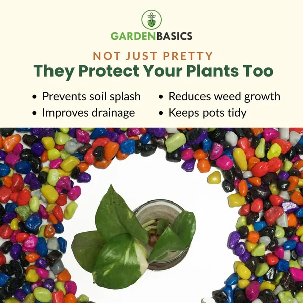 Multicolor_Gravels_|_Pebbles_For_Plants_Pots_|_Decorative_Pebbles_Stones_For_Garden_|_Pebble_Stones_For_Decoration_|_River_Rocks_For_Potted_Indoor_Planters_|_Fish_Tank_Aquarium_|_2_Kg