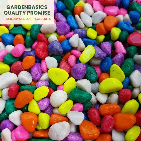 Multicolor_Gravels_|_Pebbles_For_Plants_Pots_|_Decorative_Pebbles_Stones_For_Garden_|_Pebble_Stones_For_Decoration_|_River_Rocks_For_Potted_Indoor_Planters_|_Fish_Tank_Aquarium_|_2_Kg