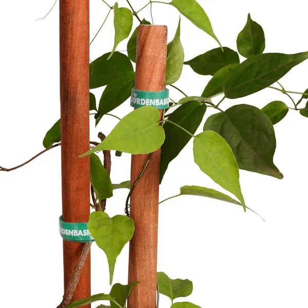 Product_Summary_Gardenbasics_Wooden_Plant_Support_Sticks_2_Feet_Hardwood_Plant_Stakes_For_Pots_5_Pcs_Plant_Ties_For_Climbers_10_Pcs_Natural_Wood_Potted_Plants_Stick_For_Creeper_With_Twist_Tie
