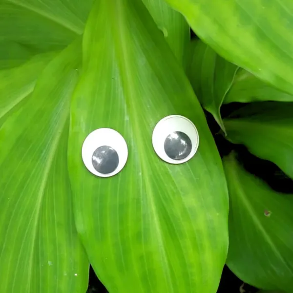 Plant_Swag_Eyes_Plant_Magnets_Plant_Safe_Googly_Eyes_For_Potted_Plants_Magnet_Charms_Plant_Decor_Cute_Plant_Accessories_For_Garden_Decor_Plant_Peepers