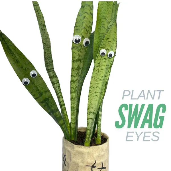 Plant_Swag_Eyes_Plant_Magnets_Plant_Safe_Googly_Eyes_For_Potted_Plants_Magnet_Charms_Plant_Decor_Cute_Plant_Accessories_For_Garden_Decor_Plant_Peepers