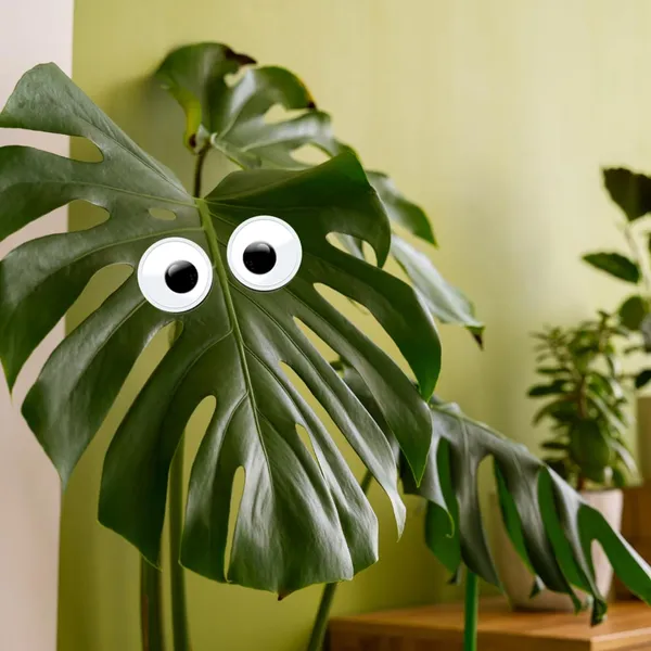 Plant_Swag_Eyes_Plant_Magnets_Plant_Safe_Googly_Eyes_For_Potted_Plants_Magnet_Charms_Plant_Decor_Cute_Plant_Accessories_For_Garden_Decor_Plant_Peepers