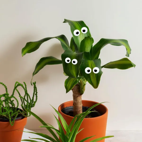 Plant_Swag_Eyes_Plant_Magnets_Plant_Safe_Googly_Eyes_For_Potted_Plants_Magnet_Charms_Plant_Decor_Cute_Plant_Accessories_For_Garden_Decor_Plant_Peepers