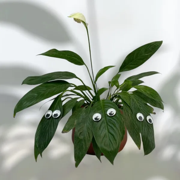 Plant_Swag_Eyes_Plant_Magnets_Plant_Safe_Googly_Eyes_For_Potted_Plants_Magnet_Charms_Plant_Decor_Cute_Plant_Accessories_For_Garden_Decor_Plant_Peepers