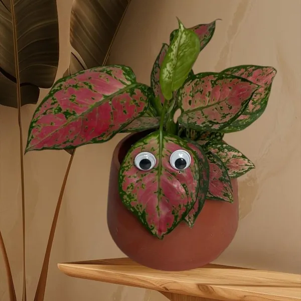 Plant_Swag_Eyes_Plant_Magnets_Plant_Safe_Googly_Eyes_For_Potted_Plants_Magnet_Charms_Plant_Decor_Cute_Plant_Accessories_For_Garden_Decor_Plant_Peepers