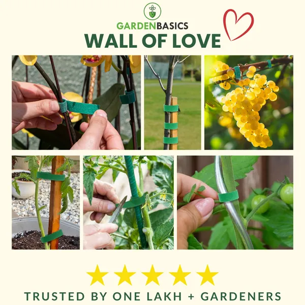 GARDENBASICS_10_Pcs_Plant_Ties_for_Climbers_|_Garden_Ties_|_Gentle_Plant_Support_|_Plant_Tie_Strap_for_Outdoor_Indoor_Climbing_Plants_|_No_Twist_No_Wire_|_Velcro_Tap_for_Creepers_|_Cable_Management
