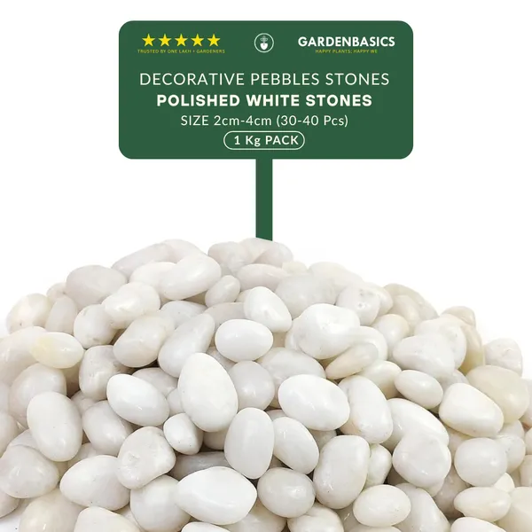 GARDENBASICS_Polished_White_Pebbles_for_Plants_Pots_|_Decorative_Pebbles_Stones_for_Garden_|_Pebble_Stones_for_Table_Decoration_|_River_Rocks_for_Potted_Indoor_Planters_|_Fish_Tank_Aquarium_|_1_KG