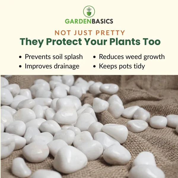 GARDENBASICS_Polished_White_Pebbles_for_Plants_Pots_|_Decorative_Pebbles_Stones_for_Garden_|_Pebble_Stones_for_Table_Decoration_|_River_Rocks_for_Potted_Indoor_Planters_|_Fish_Tank_Aquarium_|_1_KG