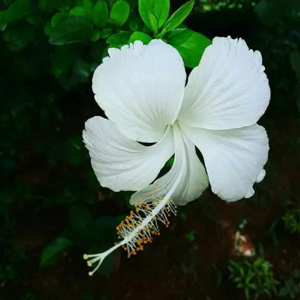 White_Hibiscus_Gudhal_Flower_Plant_For_Outdoor