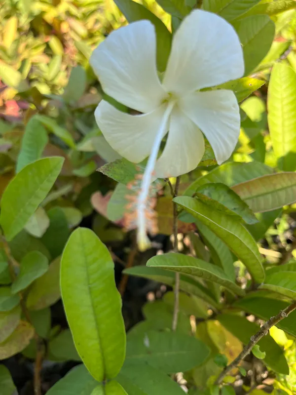 White_Hibiscus_Gudhal_Flower_Plant_For_Outdoor