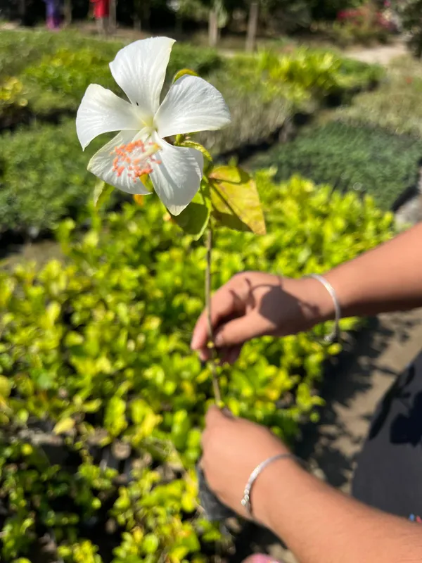 White_Hibiscus_Gudhal_Flower_Plant_For_Outdoor