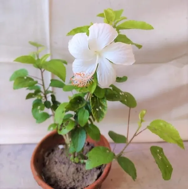 White_Hibiscus_Gudhal_Flower_Plant_For_Outdoor