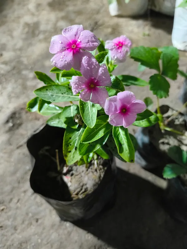 Pink_Live_Sadabahar_Nayan_Tara_Flowering_Plant_Periwinkle_All_Season_Flower_For_Outdoor