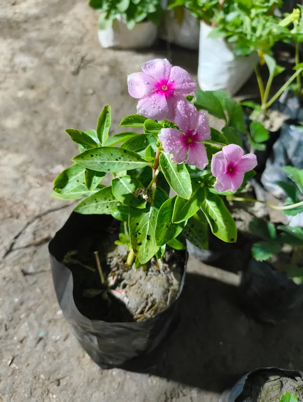 Pink_Live_Sadabahar_Nayan_Tara_Flowering_Plant_Periwinkle_All_Season_Flower_For_Outdoor
