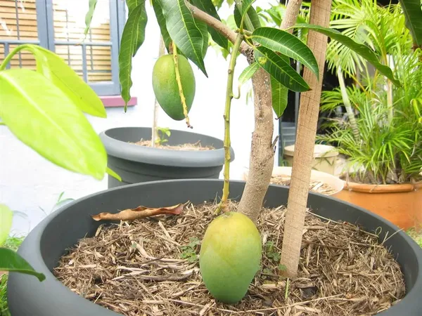 Orange_Thai_All_Time_12_Months_Hybrid_Grafted_Mango_Live_Plant_For_Outdoor