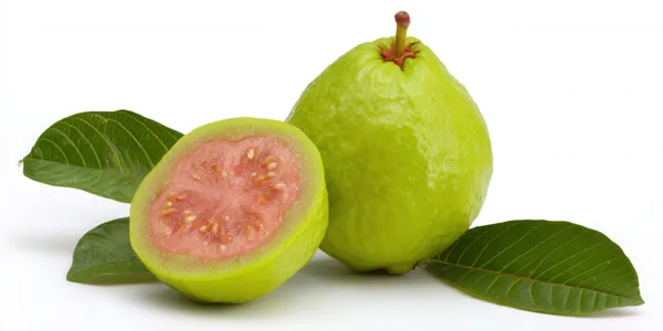 Green_Live_Hybrid_Guava_Fruit_Plant_Pink_Healthy_Nursery_Grown_Peyara_Amrood_For_Outdoor