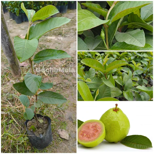 Green_Live_Hybrid_Guava_Fruit_Plant_Pink_Healthy_Nursery_Grown_Peyara_Amrood_For_Outdoor