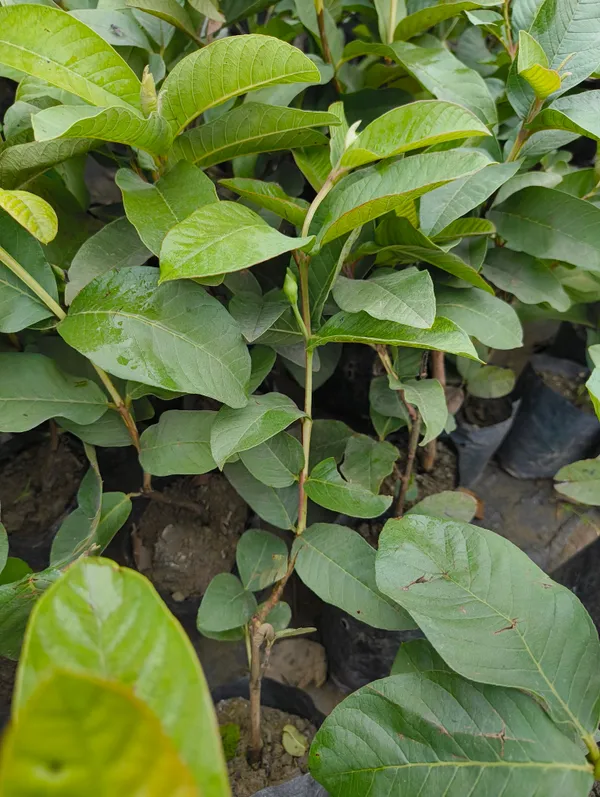 Green_Live_Hybrid_Guava_Fruit_Plant_Pink_Healthy_Nursery_Grown_Peyara_Amrood_For_Outdoor