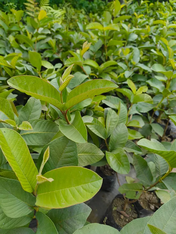 Green_Live_Hybrid_Guava_Fruit_Plant_Pink_Healthy_Nursery_Grown_Peyara_Amrood_For_Outdoor
