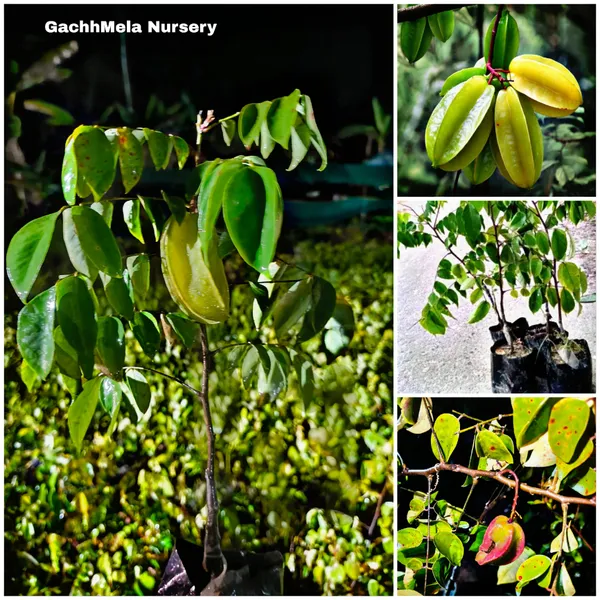 Green_Premium_Hybrid_Star_Fruit_Plant_Carambola_Live_Bearing_For_Outdoor