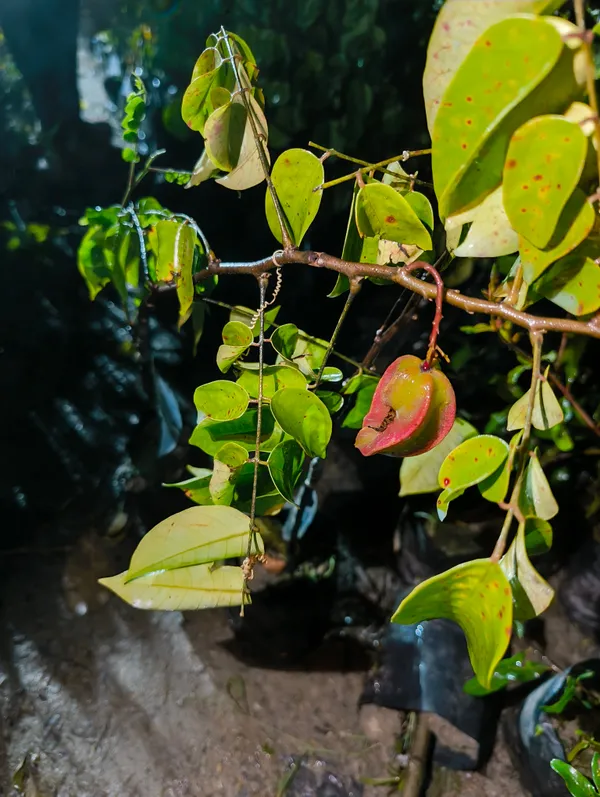 Green_Premium_Hybrid_Star_Fruit_Plant_Carambola_Live_Bearing_For_Outdoor