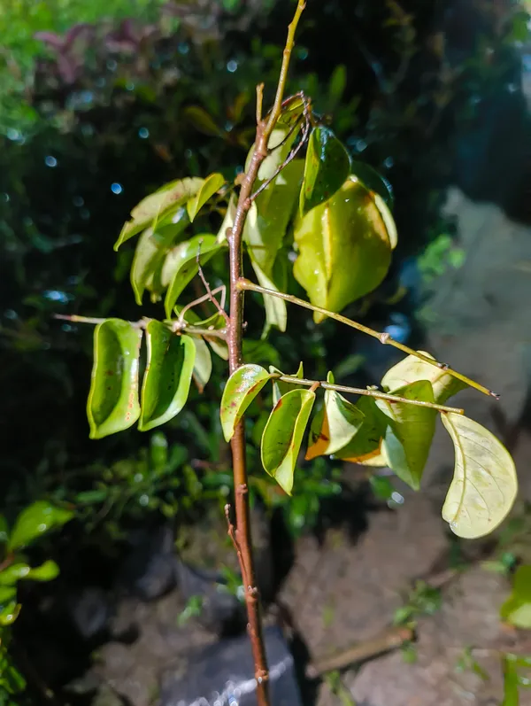 Green_Premium_Hybrid_Star_Fruit_Plant_Carambola_Live_Bearing_For_Outdoor