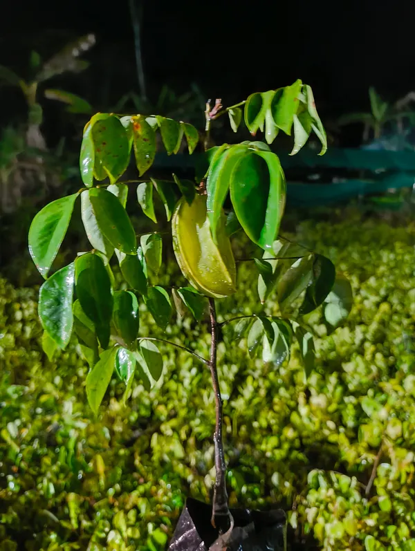 Green_Premium_Hybrid_Star_Fruit_Plant_Carambola_Live_Bearing_For_Outdoor