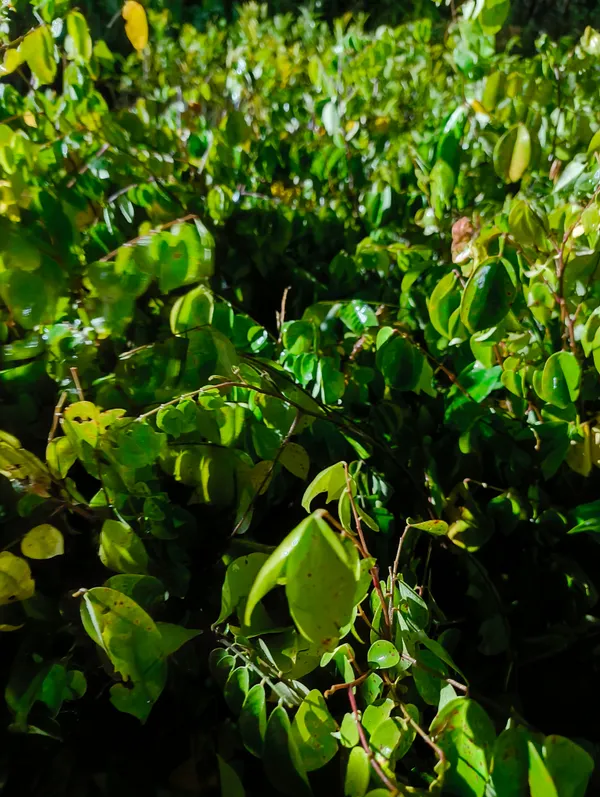 Green_Premium_Hybrid_Star_Fruit_Plant_Carambola_Live_Bearing_For_Outdoor