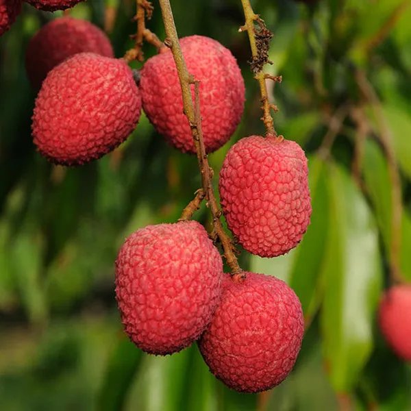 White_Hybrid_Seedless_Litchi_Live_Plant_Grafted_Sweet_Fruit_For_Outdoor