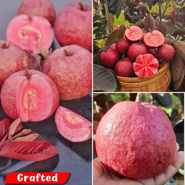 Red_Live_Black_Diamond_Guava_Plant_Grafted_Fruit_For_Home_Garden_Outdoor