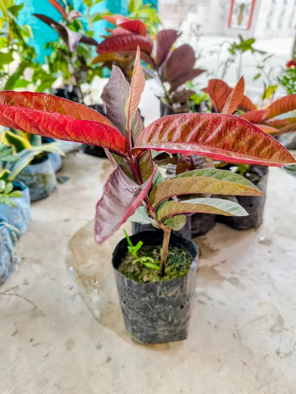 Red_Live_Black_Diamond_Guava_Plant_Grafted_Fruit_For_Home_Garden_Outdoor