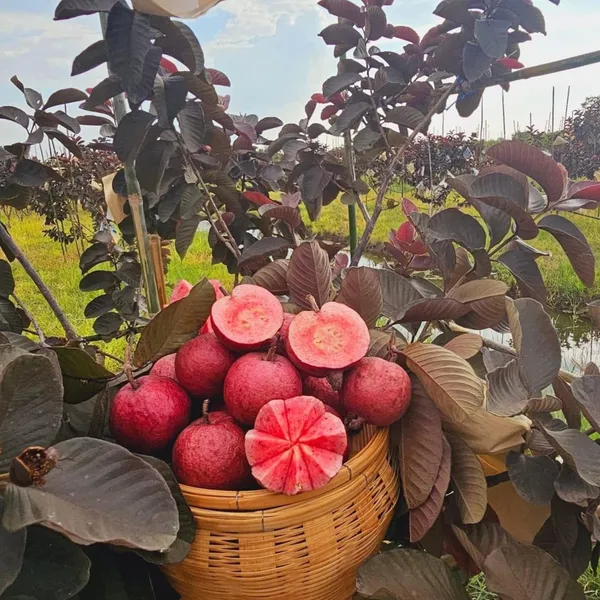 Red_Live_Black_Diamond_Guava_Plant_Grafted_Fruit_For_Home_Garden_Outdoor
