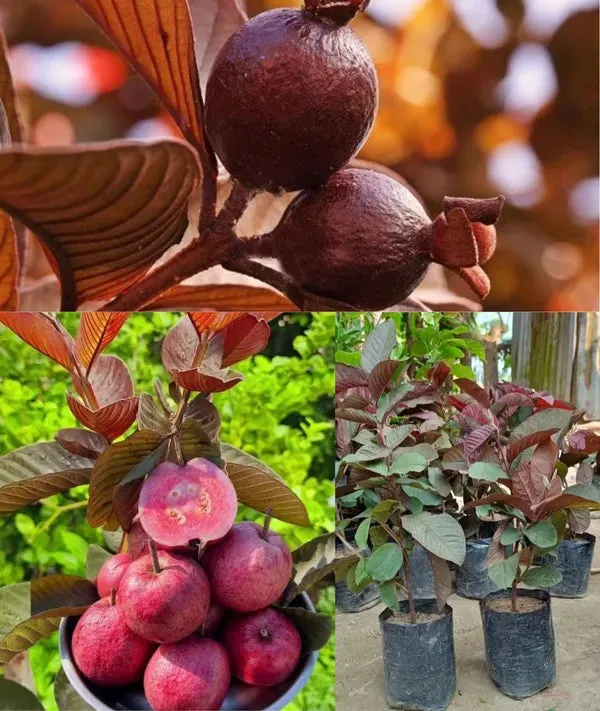 Red_Live_Black_Diamond_Guava_Plant_Grafted_Fruit_For_Home_Garden_Outdoor