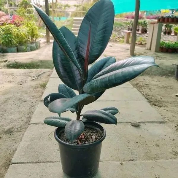Brown_Rubber_Plant_Live_Ficus_Elastica_Air_Purifying_Home_Office_For_Indoor