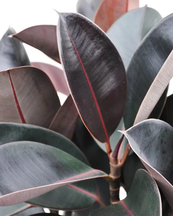Brown_Rubber_Plant_Live_Ficus_Elastica_Air_Purifying_Home_Office_For_Indoor