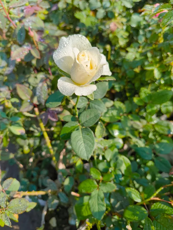 White_Rose_Live_Plant_Gulaab_Flower_For_Home_Garden_Balcony_Outdoor