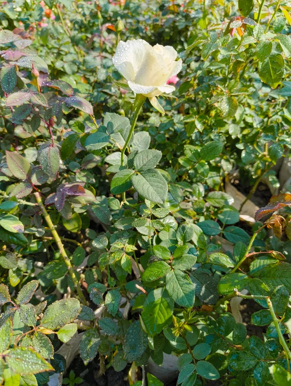 White_Rose_Live_Plant_Gulaab_Flower_For_Home_Garden_Balcony_Outdoor