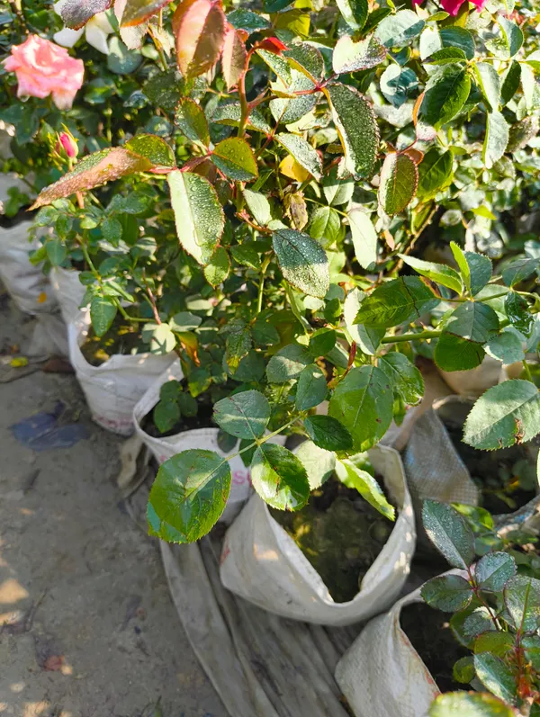 White_Rose_Live_Plant_Gulaab_Flower_For_Home_Garden_Balcony_Outdoor