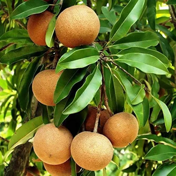Brown_Live_Chicku_Fruit_Plant_Sapota_Chikoo_Grafted_Sweet_Tree_Home_Garden_For_Outdoor