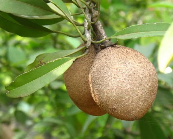 Brown_Live_Chicku_Fruit_Plant_Sapota_Chikoo_Grafted_Sweet_Tree_Home_Garden_For_Outdoor