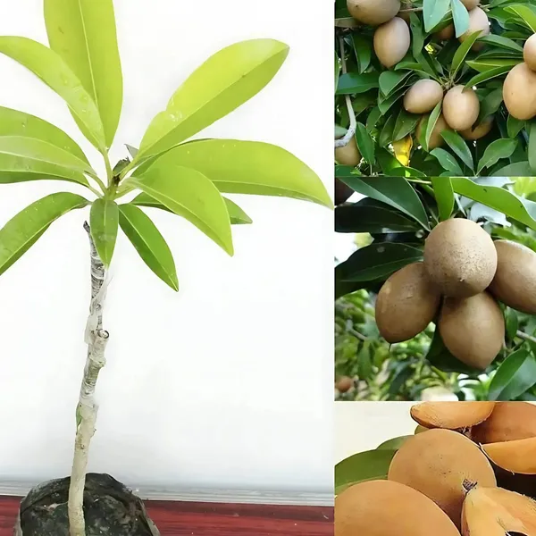 Brown_Live_Chicku_Fruit_Plant_Sapota_Chikoo_Grafted_Sweet_Tree_Home_Garden_For_Outdoor